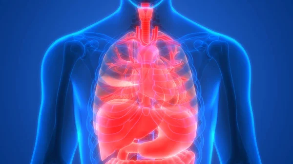 Anatomía Los Órganos Del Cuerpo Humano —  Fotos de Stock