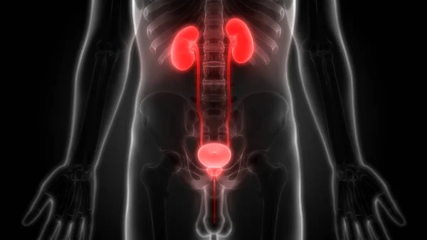 Human Body Organs Kidneys Urinary Bladder — Stock Photo, Image