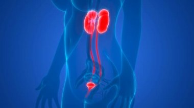 3D Kadın İdrar Sistemi Böbreklerinin İdrar Anatomisi Animasyonu