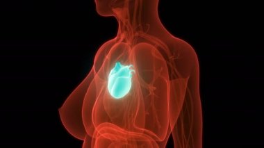 İnsan Dolaşım Sistemi Kalp Anatomisi 3D Görüntü Animasyonu