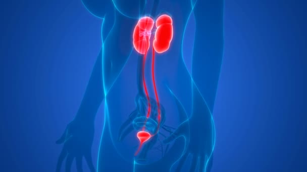 Illustrazione Animazione Dei Reni Del Sistema Urinario Femminile Con Anatomia — Video Stock