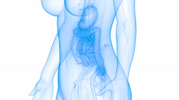 3D animace lidských vnitřních orgánů Anatomie trávicího systému 