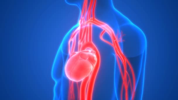 Ilustração Animação Sistema Circulatório Humano Anatomia Batimento Coração — Vídeo de Stock