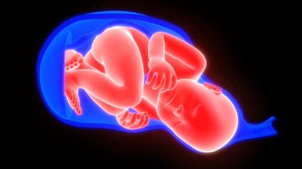 Animation Der Geburt Und Der Vaginalen Geburt — Stockvideo