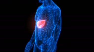 İnsan İç Sindirim Organ Karaciğeri Anatomisi 3D Görüntü Animasyonu