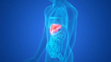 İnsan İç Sindirim Organ Karaciğeri Anatomisi 3D Görüntü Animasyonu