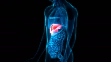 İnsan İç Sindirim Organ Karaciğeri Anatomisi 3D Görüntü Animasyonu