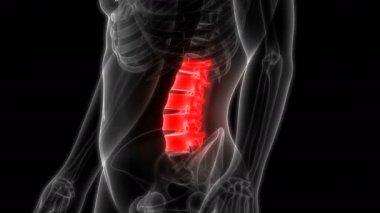 İnsan İskelet Sistemi Anatomisi 'nin 3D Omurga Bel Omurgası Animasyonu