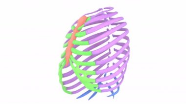 İnsan iskeletinin kaburga kafesinin 3D animasyonu, Sistem Anatomisi