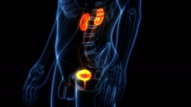 Mesane Anatomisi ile Böbreklerin 3D Animasyonu, İnsan İdrar Sistemi  