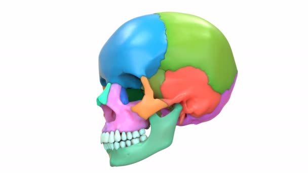 Animacja Anatomii Ludzkich Kości Czaszki System Szkieletowy — Wideo stockowe