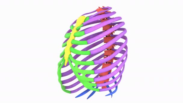 Animação Gaiola Costela Esqueleto Humano Anatomia Sistema — Vídeo de Stock