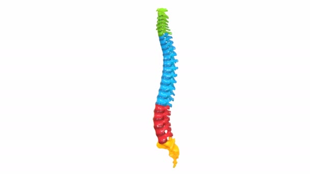 Ilustración Animación Columna Vertebral Del Esqueleto Humano Concepto Anatomía Del — Vídeo de stock