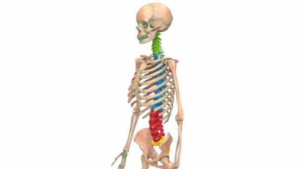 3Dイラスト人間の骨格の縦列アニメーション システム解剖学的概念 — ストック動画