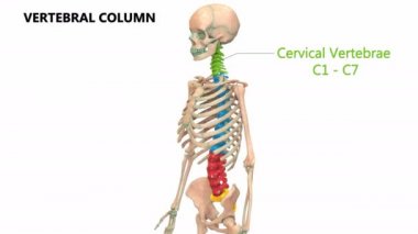 3d İnsan İskeletinin Omurga Animasyonu, Sistem Anatomisi Konsepti  