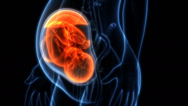 3D animace plodu v děložní anatomii