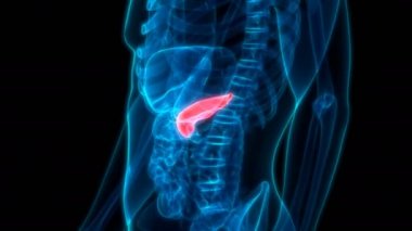 3d İç Sindirim Sistemi Organ Panatomisi Animasyonu