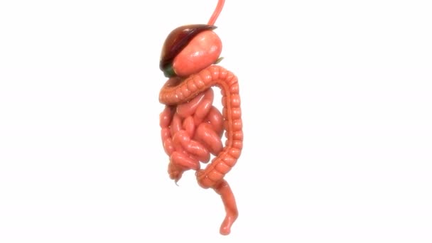 Animationskonzept Der Menschlichen Inneren Organe Anatomie Des Verdauungssystems — Stockvideo