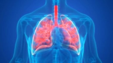 İnsan Solunum Sistemi Anatomisi 3 Boyutlu Animasyon Kavramı