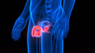 3B Erkek Üreme Sistemi Anatomisi Animasyonu
