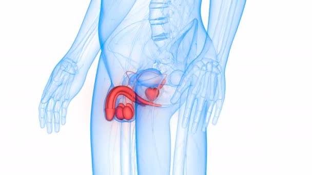 Concepto Animación Anatomía Del Sistema Reproductivo Masculino — Vídeos de Stock