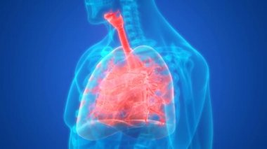 İnsan Solunum Sistemi Anatomisi 3 Boyutlu Animasyon Kavramı