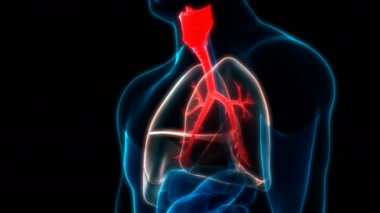İnsan Solunum Sistemi Anatomisi 3 Boyutlu Animasyon Kavramı