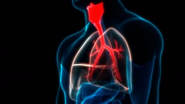 Анімація Концепція Людської Респіраторної Системи Lungs Anatomy — стокове відео