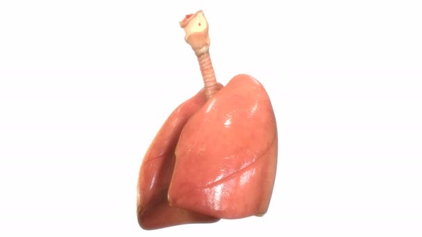 Animatie Concept Van Human Respiratory System Longen Anatomie — Stockvideo