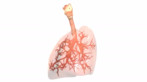 Animatie Concept Van Human Respiratory System Longen Anatomie — Stockvideo