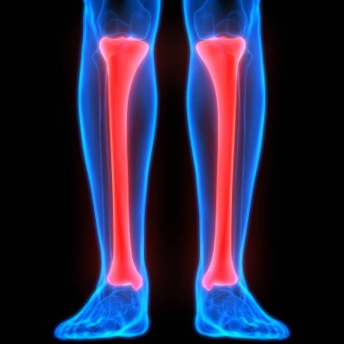 İnsan İskelet Sistemi Kemik Eklemleri Anatomisinin 3B Görünümü