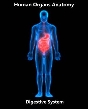 Sindirim sistemi 3d illüstrasyon, insan organları anatomi afiş