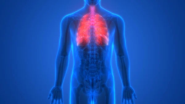 人体呼吸系统肺解剖示意图 — 图库照片