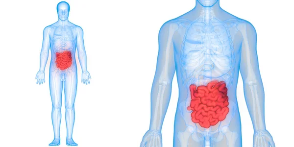 Ilustracja Układu Pokarmowego Baner Anatomii Narządów Ludzkich — Zdjęcie stockowe