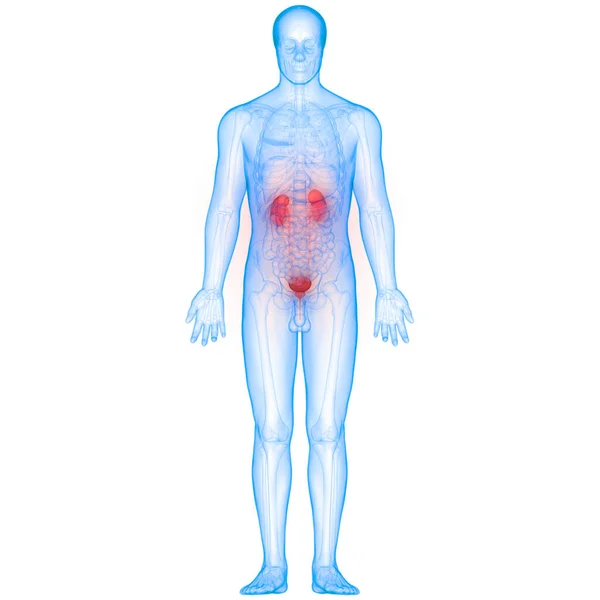 腎臓の3Dイラスト 人間の臓器系解剖学バナー — ストック写真