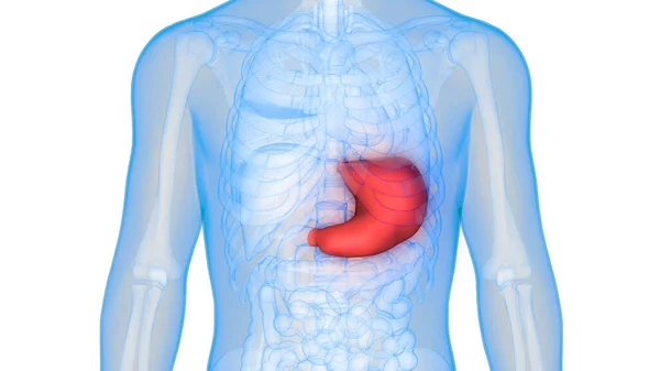 3D人体内消化器官肝脏解剖学说明 — 图库照片