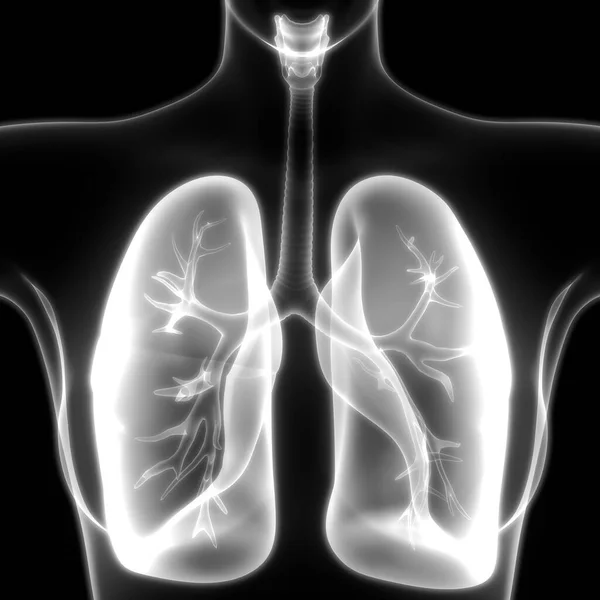 Ilustração Anatomia Pulmonar Sistema Respiratório Humano — Fotografia de Stock