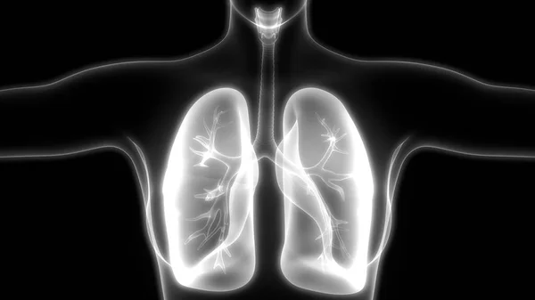 Illustration Anatomie Pulmonaire Système Respiratoire Humain — Photo