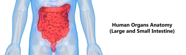 Illustratie Van Het Spijsverteringsstelsel Menselijke Organen Anatomie Banner — Stockfoto