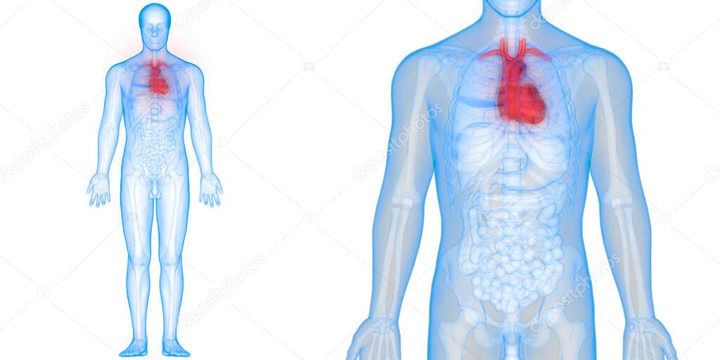 3D Illustration of Human Heart