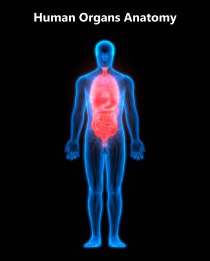 İnsan İç Sindirim Organı Anatomisi. Üç Boyut