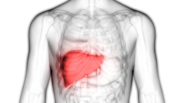 İnsan İç Sindirim Organı Anatomisi. Üç Boyut