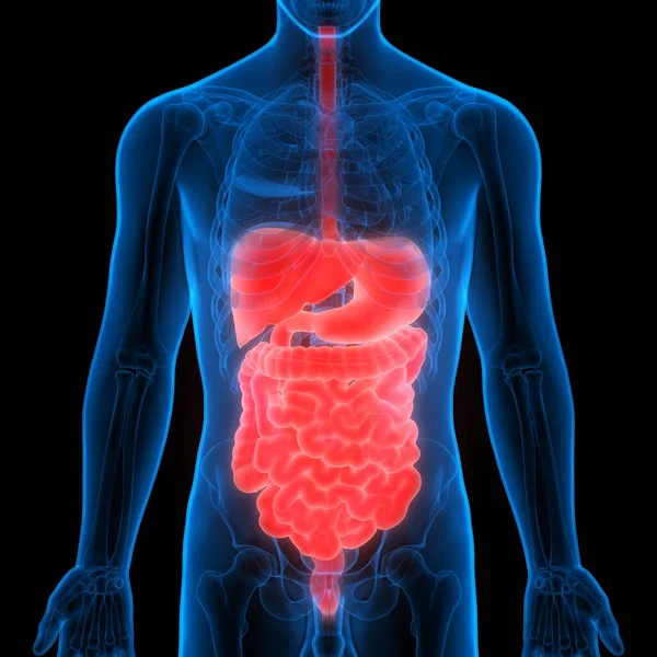Emberi Emésztőrendszer Anatómia Gyomor Kis Belek — Stock Fotó