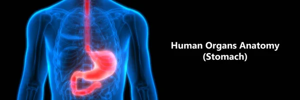 Anatomie Des Menschlichen Verdauungssystems Magenanatomie Vorderansicht — Stockfoto