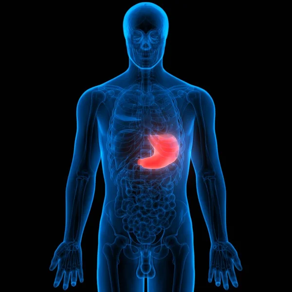 Sistema Digestivo Humano Anatomía Estomacal Vista Anterior —  Fotos de Stock