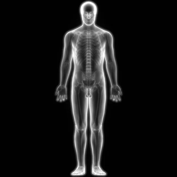 Anatomia Kręgosłupa Ludzkiego Szkieletu Ilustracja — Zdjęcie stockowe
