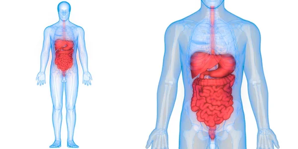 Anatomía Del Sistema Digestivo Humano Estómago Con Intestino Delgado — Foto de Stock