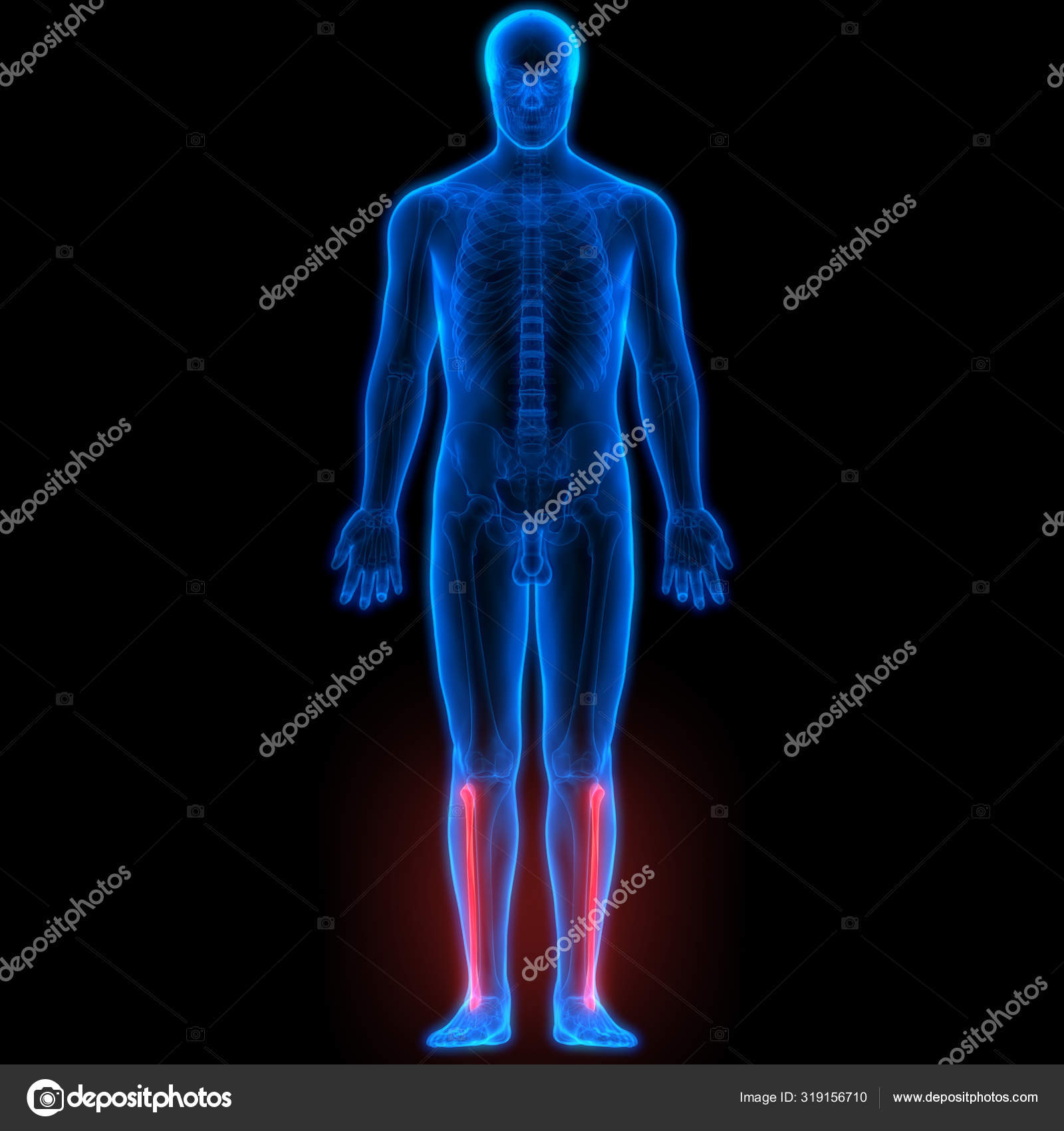 Human Body Bone Joint Pains Foot Joints Bones Illustration Stock Photo human-body-bone-joint-pains-foot-joints-bones-illustration-stock-photo