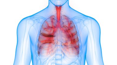 İnsan İç Sindirim Organı Anatomisi. Üç Boyut