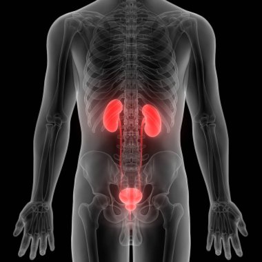 İnsan İdrar Sistemi Böbrekleri Anatomisi. Üç Boyut